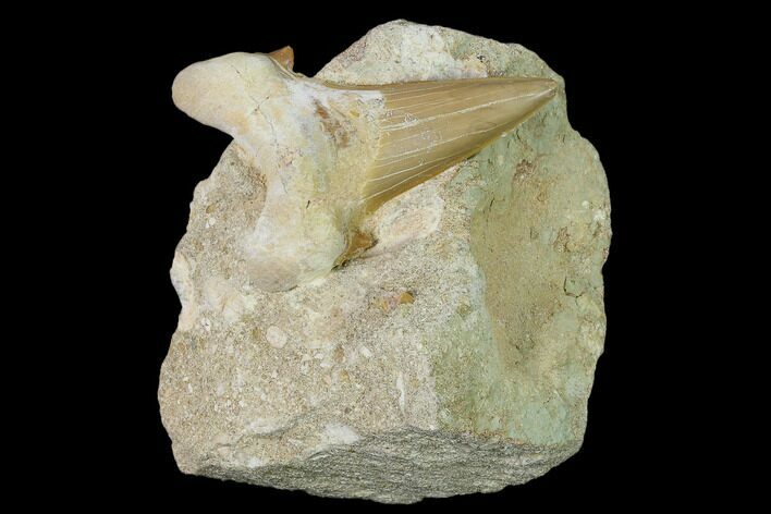 Otodus Shark Tooth Fossil in Rock - Eocene #139909